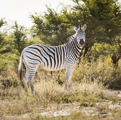 Zebra