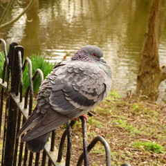 Pigeon on Railing