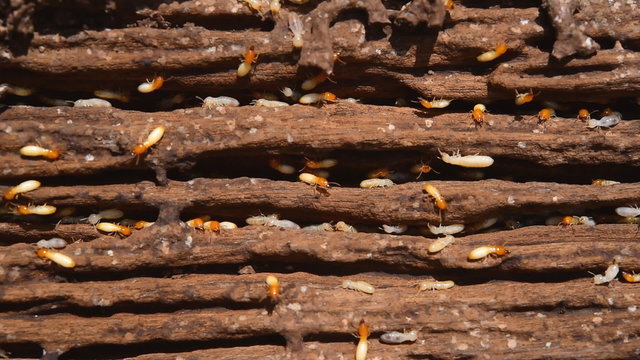 Close up of white ants or termites on decomposing wood