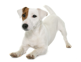 young jack russel terrier