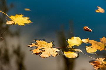 water surface and yellow fallen leaves close-up
