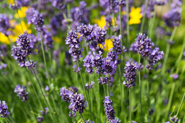 Gardens with the flourishing lavender