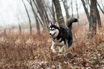 Black and white Siberian husky running © liza_m