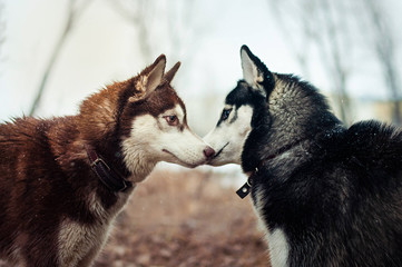 Two different colored siberian husky 
