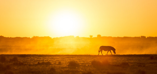 Zebra Sunset Africa