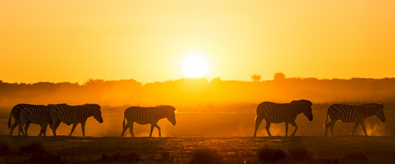 Fototapeta na wymiar Zebra Sunset Africa