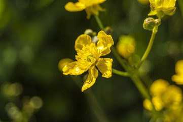 Centra Yellow Flowers