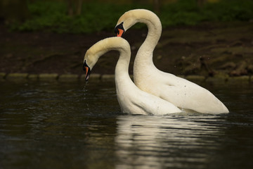 Fototapeta premium Mute Swan - Copulation part 5/6 - final of the copulation.