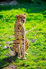 Amur Leopard on Meadow