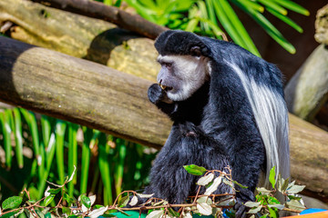 Black-and-white Colobus Monkey