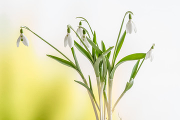 Snowdrop flowers on a fresh background