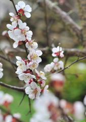 rameau fleuri d'un abricotier dans un jardin 