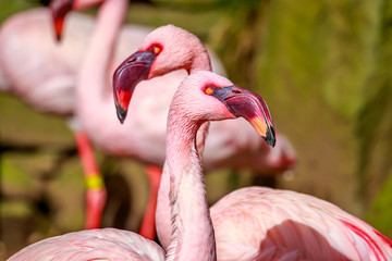 Flamboyance of Flamingos
