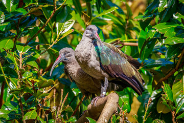 Hadada Ibis on Tree Branch