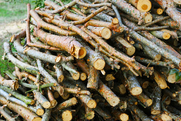 Lagerung von Ästen, auf einen Haufen geschichtet, Gartenarbeit. Roden von Kiefern und sammeln von Holz zum Trocknen, Brennholz