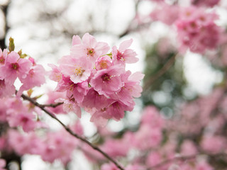 Sakura flower early bloom in mid march, Tokyo, Japan