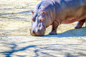 Hippo walks on ground