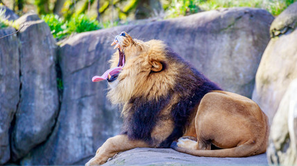Lion on Rock