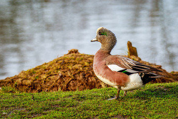 Obraz premium Male AMerican Wigeon