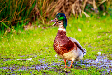 Male Mallard Duck