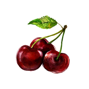 Watercolor Cherry Isolated