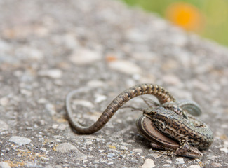 pareja de lagartos