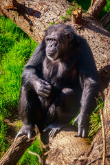 Old Chimpanzee resting