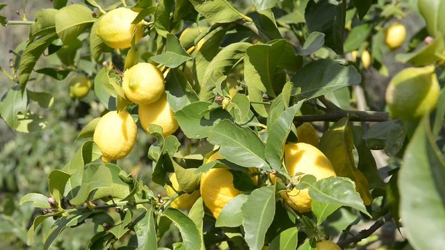 Albero di limoni
