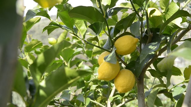 Albero di limoni