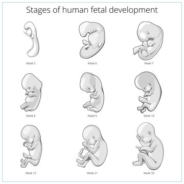 Stages of human fetal development schematic vector