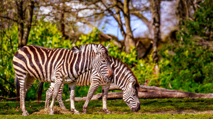 Fototapeta na wymiar Plains Zebra Feeding