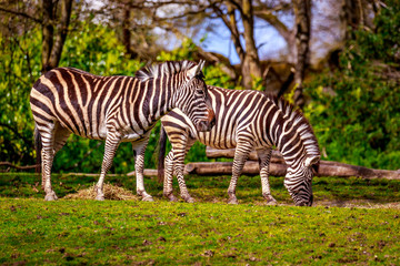 Fototapeta na wymiar Plains Zebra Feeding