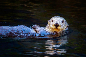 Southern Sea Otter