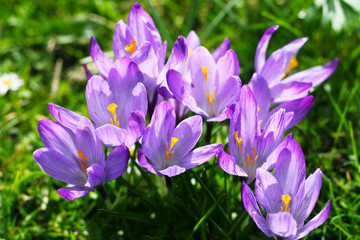 Lila Krokusse blühen im Frühling auf einer Wiese 