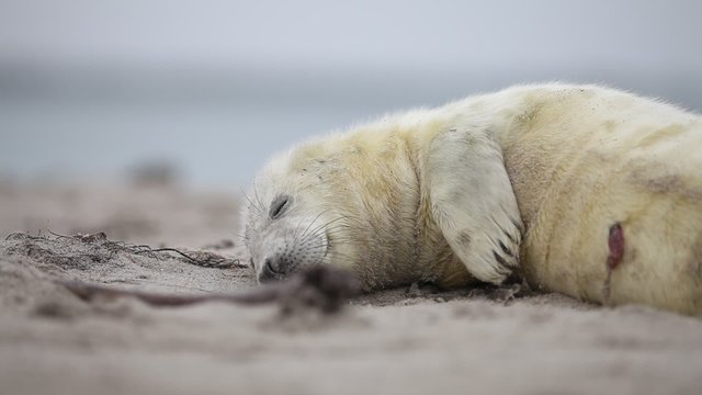 Kegelrobbenbaby neugeboren