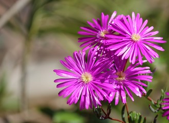 Obraz premium Bouquet de fleurs de ficoïde