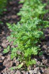Flat parsley in a garden bed