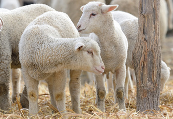 Naklejka na ściany i meble newborn lambs on the farm
