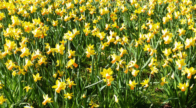 Daffodil field
A field of beautiful small yellow Daffodils with orange centre  ( Narcissus Jetfire )