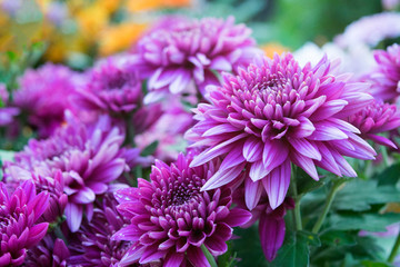 Close up Soft purple Chrysanthemum flowers nature - obrazy, fototapety, plakaty