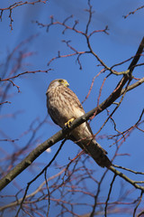 Kestrel, Falcon, Falco tinnunculus