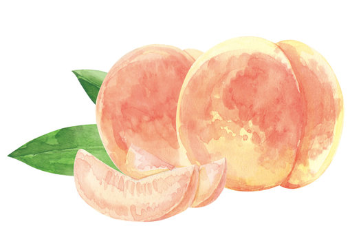 peach. watercolor painting on white background
