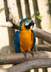 Ara parrot sitting on the branch