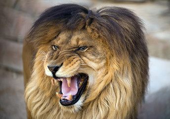 Obraz premium lew z otwartymi ustami