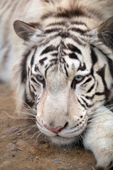 Bengal tiger lying on the ground
