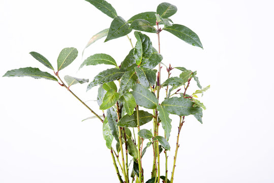 fresh sprig of bay leaf