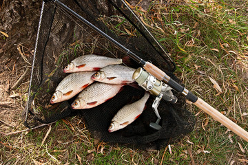 Catching freshwater fish and fishing rods with fishing reel.