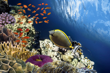 Fototapeta na wymiar Beautiful coral garden in Red Sea