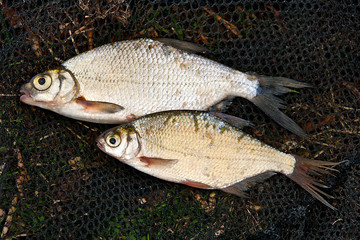Close up view of common bream fish just taken from the water.