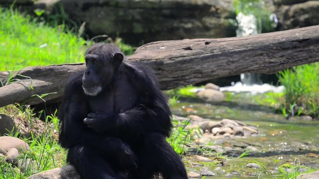 Chimpanzee relaxing near water spring
